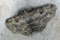 Peribatodes rhomboidaria rhomboidaria
