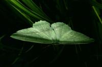 Geometra papilionaria