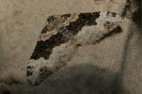 Epirrhoe galiata