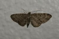 Eupithecia