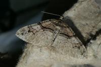 Pareulype berberata berberata