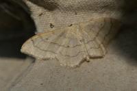 Idaea aversata