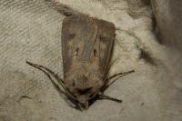 Agrotis exclamationis exclamationis