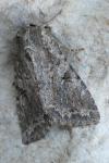 Fissipunctia ypsillon