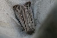 Leucania comma