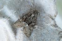 Oligia