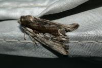 Calliergis ramosa