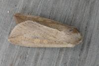 Mythimna unipuncta