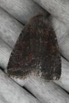 Conistra vaccinii/ligula