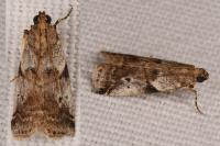 Acrobasis