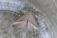 Hypena lividalis