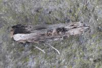 Xylena exsoleta