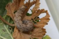 Larentia malvata