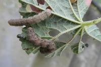 Larentia malvata