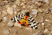 Arctia tigrina