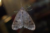 Theria primaria