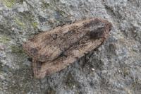 Peridroma saucia