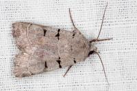 Eugnorisma glareosa