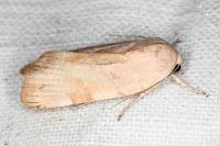 Noctua tirrenica