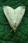 Udea ferrugalis
