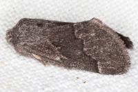 Trichiura crataegi
