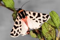 Cymbalophora pudica