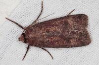 Agrotis trux