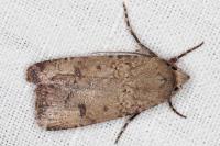 Agrotis trux