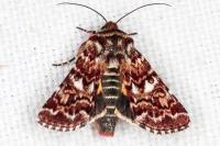 Anarta myrtilli