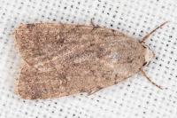 Caradrina flavirena