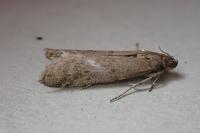 Ephestia woodiella