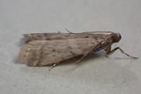 Ephestia woodiella