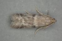 Ephestia woodiella