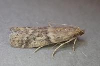 Ephestia woodiella
