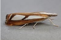 Catoptria permutatellus