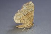 Cepphis advenaria
