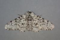 Biston betularia