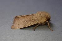 Mythimna sicula