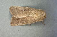 Mythimna sicula