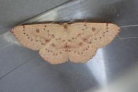 Cyclophora puppillaria