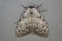 Meganola strigula