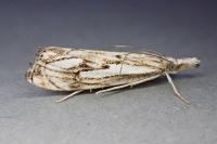 Catoptria falsella