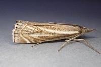 Crambus lathoniellus