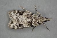 Eudonia delunella