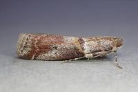 Acrobasis sodalella