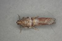 Acrobasis sodalella
