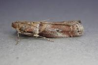 Acrobasis sodalella