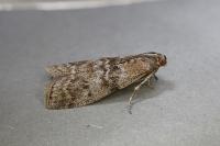 Sciota hostilis