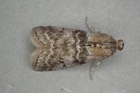 Sciota hostilis