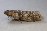 Sciota hostilis
